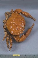 燦爛滑面蟹藏品圖，第5張